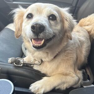 Tala says I ATE IT DNB CHANEL Authentic Silver Tone CC Drop Pearl Necklace